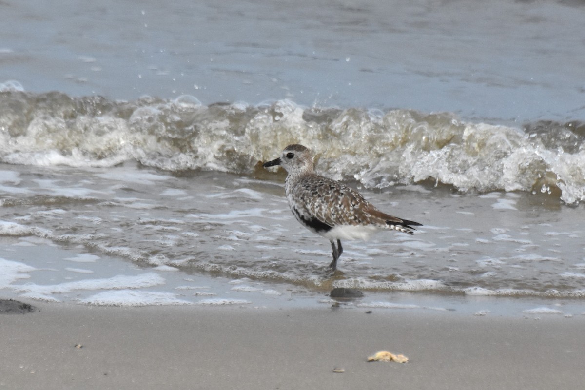 Black-bellied Plover - James Thompson