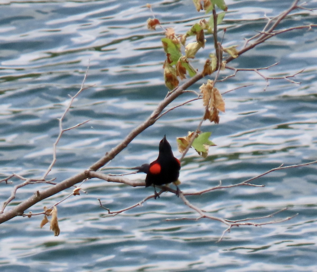 Red-winged Blackbird - Kaaren Perry