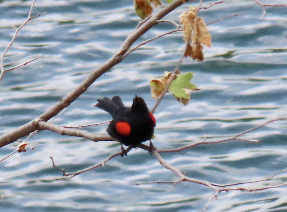 Red-winged Blackbird - Kaaren Perry