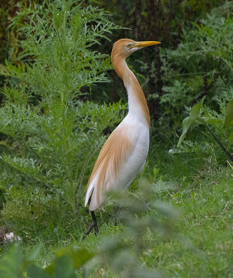 Eastern Cattle Egret - ML618086358