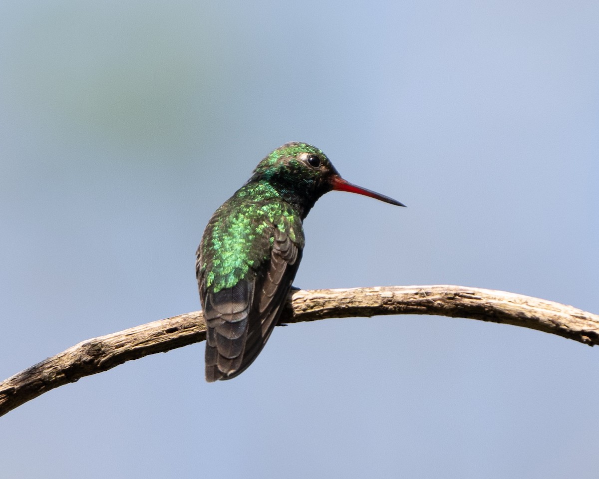 Canivet's Emerald - Anthony Kaduck