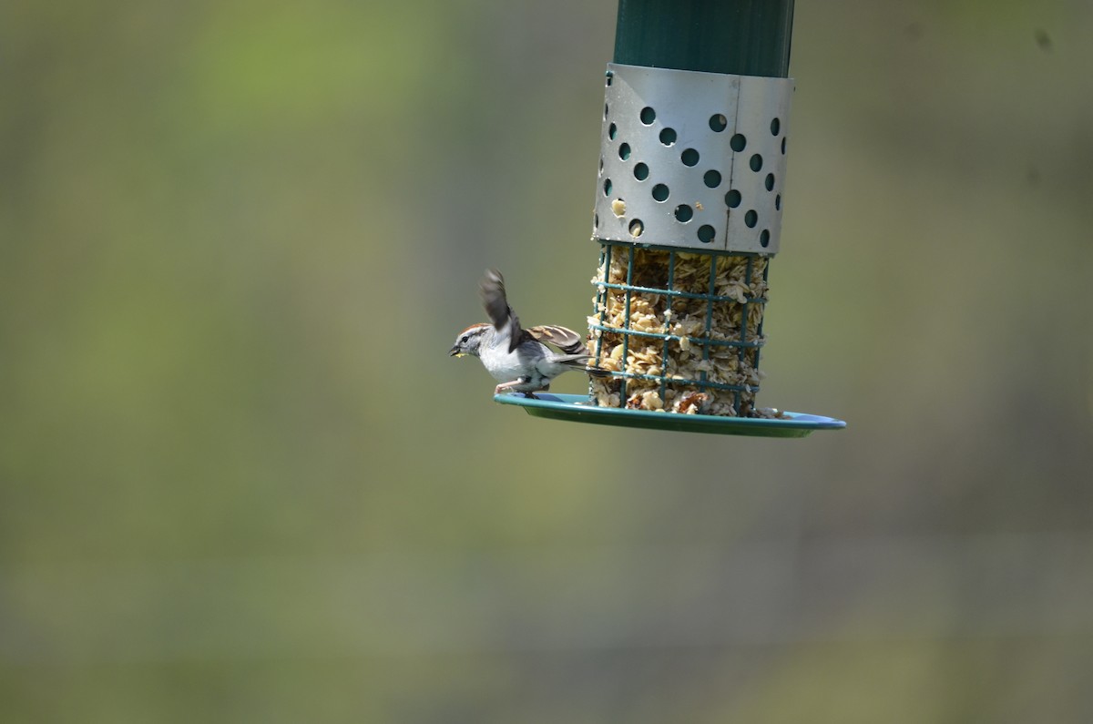 Chipping Sparrow - Noah Spencer