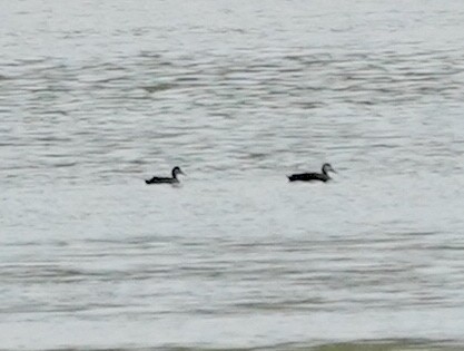 American Black Duck - Ryan Serio