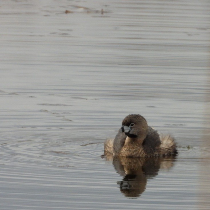 Pied-billed Grebe - Nan Christianson