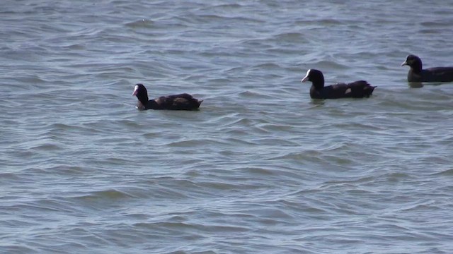 Eurasian Coot - ML618086437