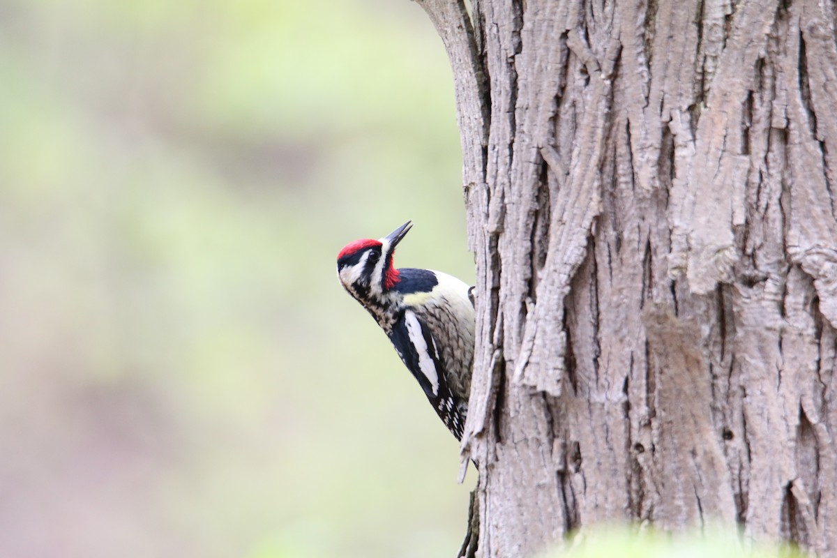 Yellow-bellied Sapsucker - Matt W