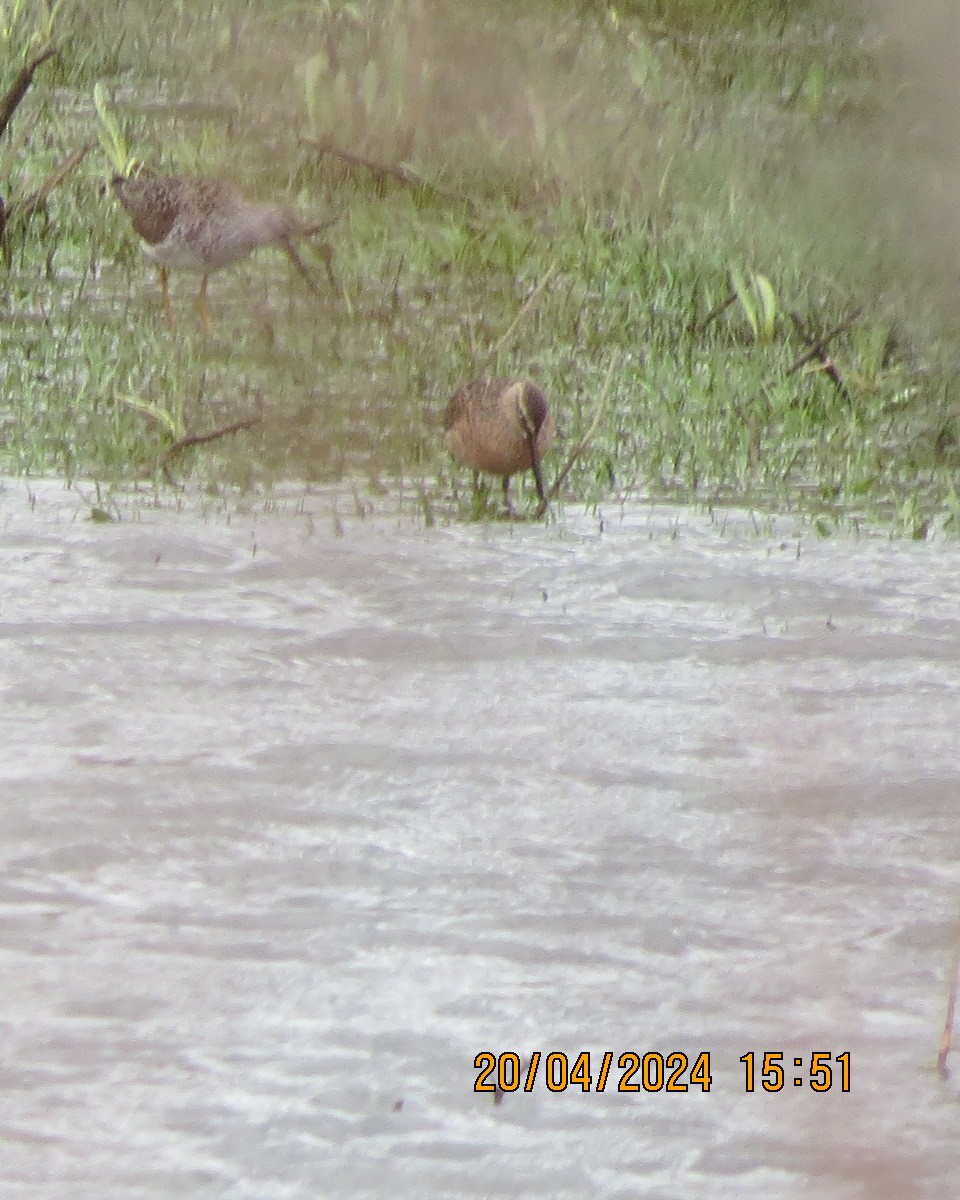 Long-billed Dowitcher - Gary Bletsch