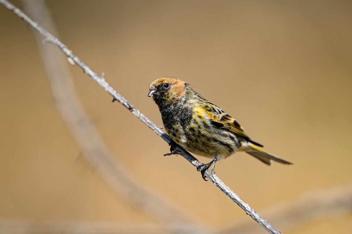 Fire-fronted Serin - ML618086450