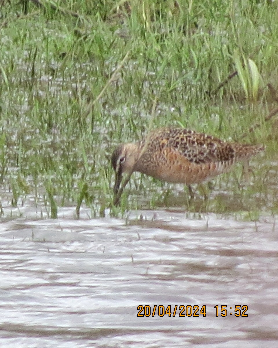 Long-billed Dowitcher - ML618086453