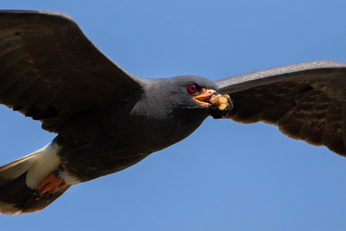 Snail Kite - Nick Hoffmann