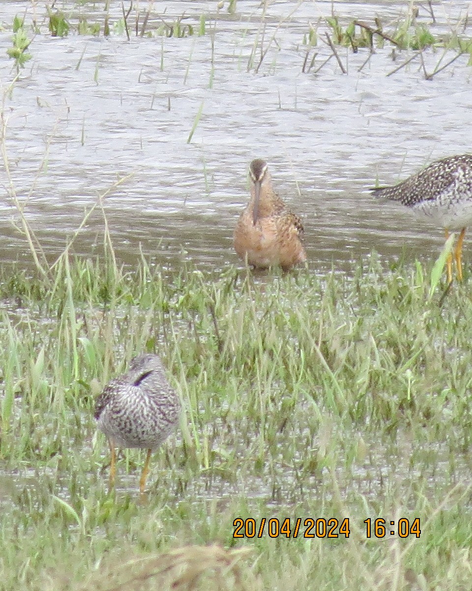 Long-billed Dowitcher - ML618086469