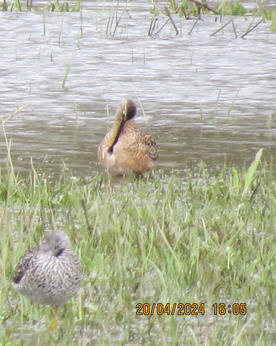 Long-billed Dowitcher - ML618086478