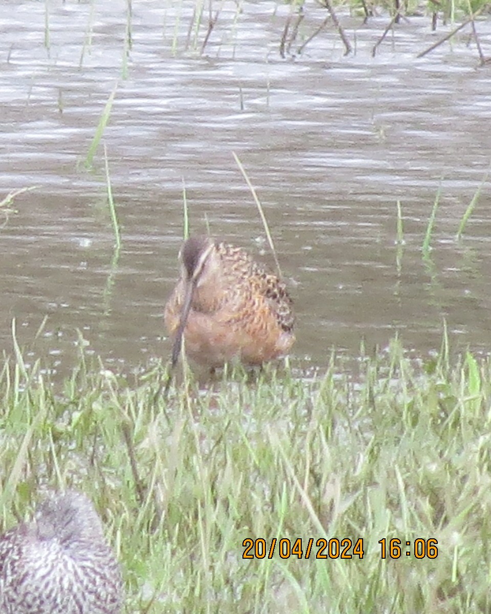 Long-billed Dowitcher - ML618086481