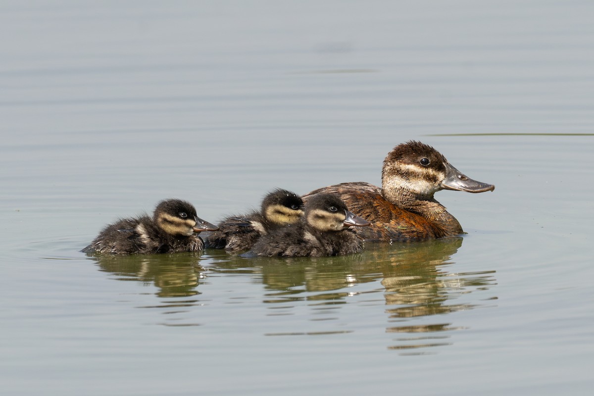 Ruddy Duck - ML618086514