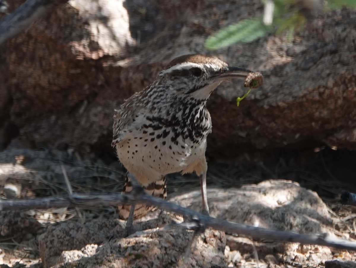 Cactus Wren - Robin Oxley 🦉