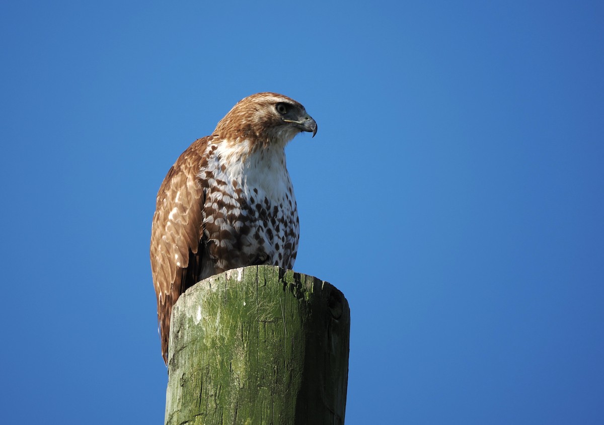 Red-shouldered Hawk - Kent Davis