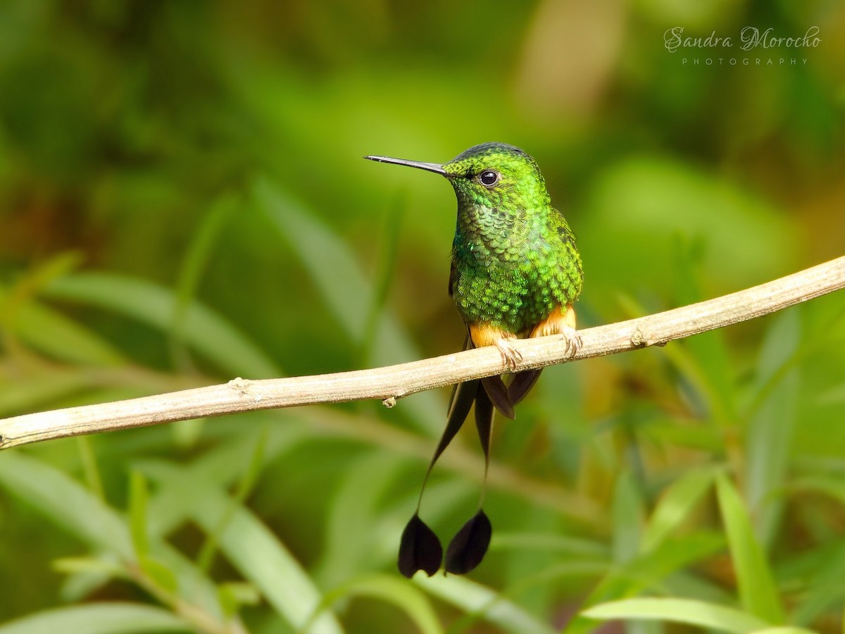 Peruvian Racket-tail - ML618086566