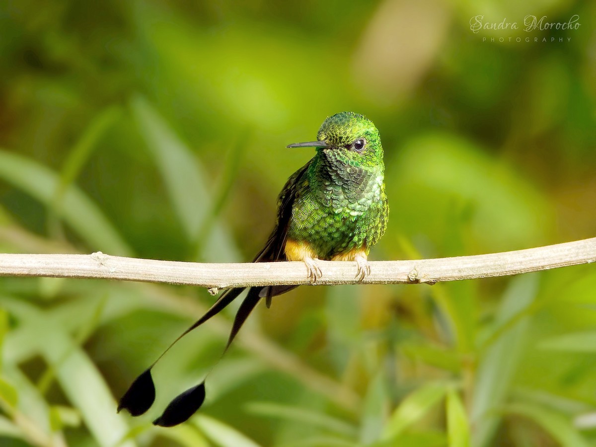 Peruvian Racket-tail - ML618086567