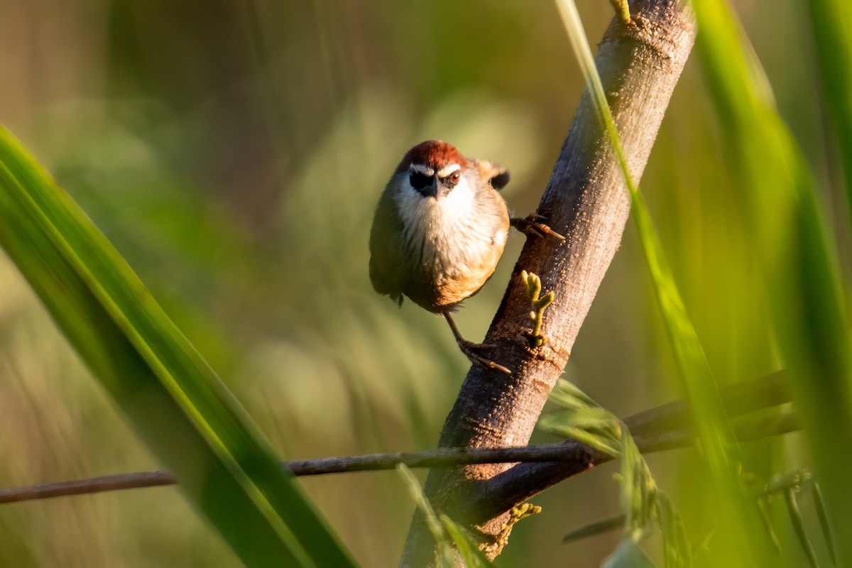 Chestnut-capped Babbler - Dominic More O’Ferrall