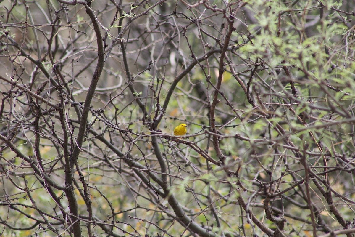 Yellow Warbler (Northern) - Alexis Stark