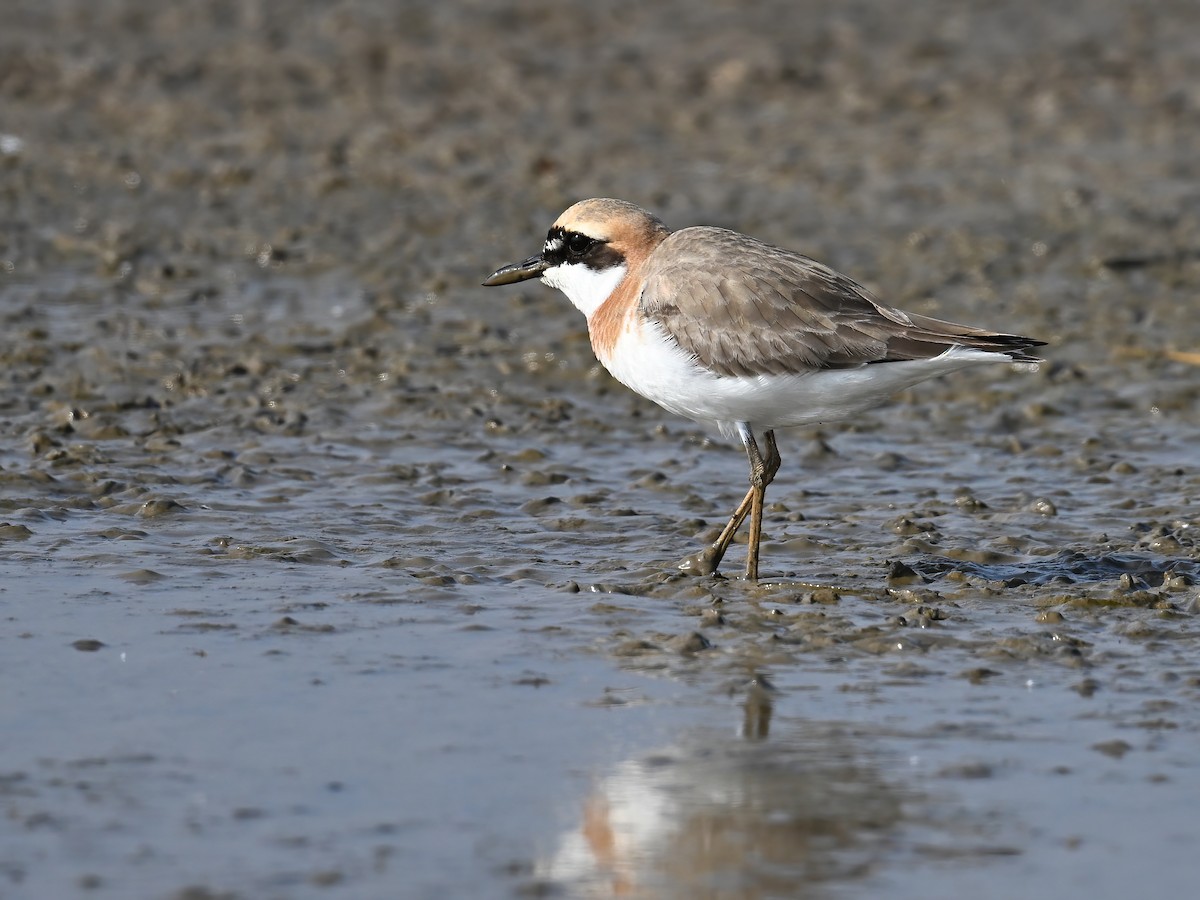 Greater Sand-Plover - ML618086584