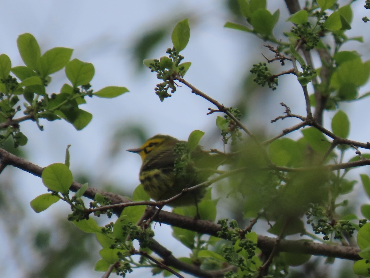 Prairie Warbler - Rick Robinson