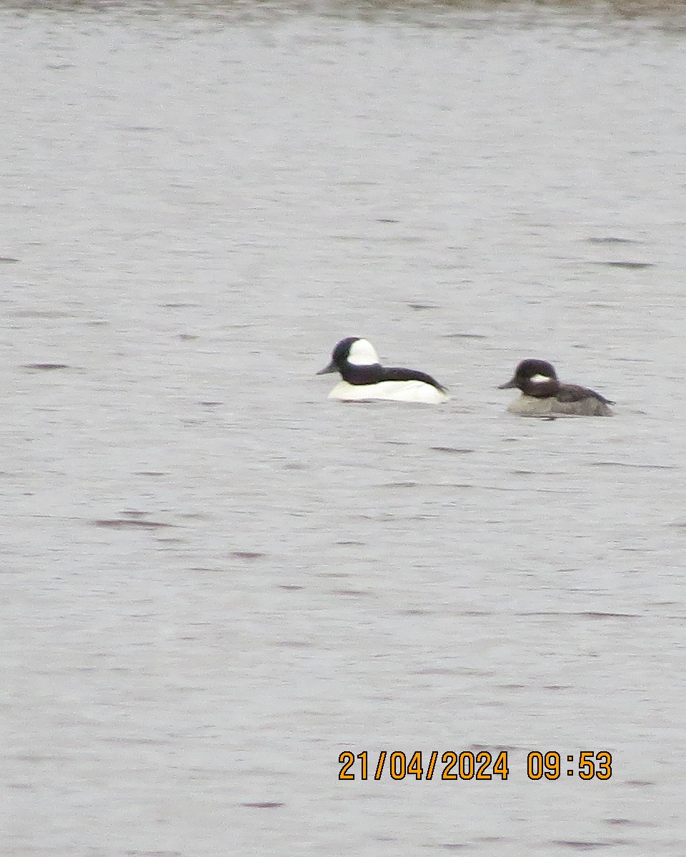 Bufflehead - Gary Bletsch