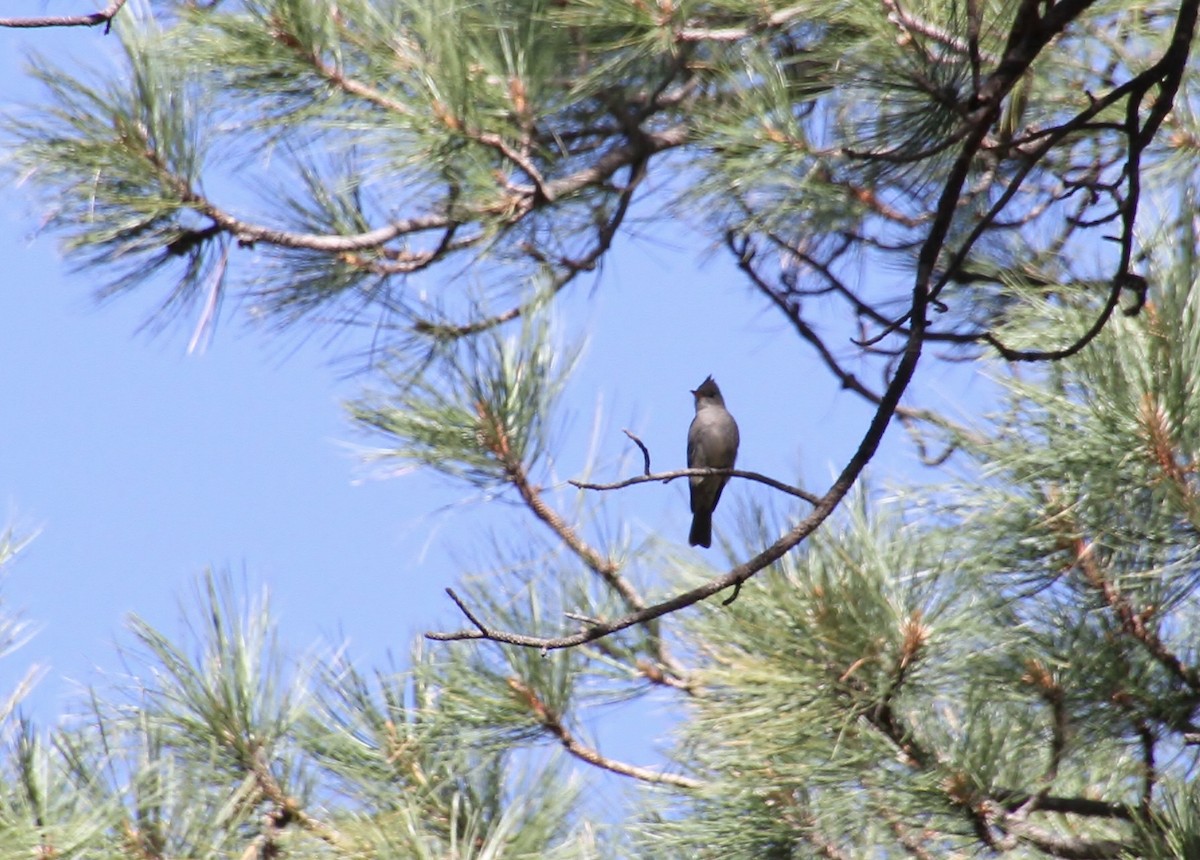 Greater Pewee - Jared Peck