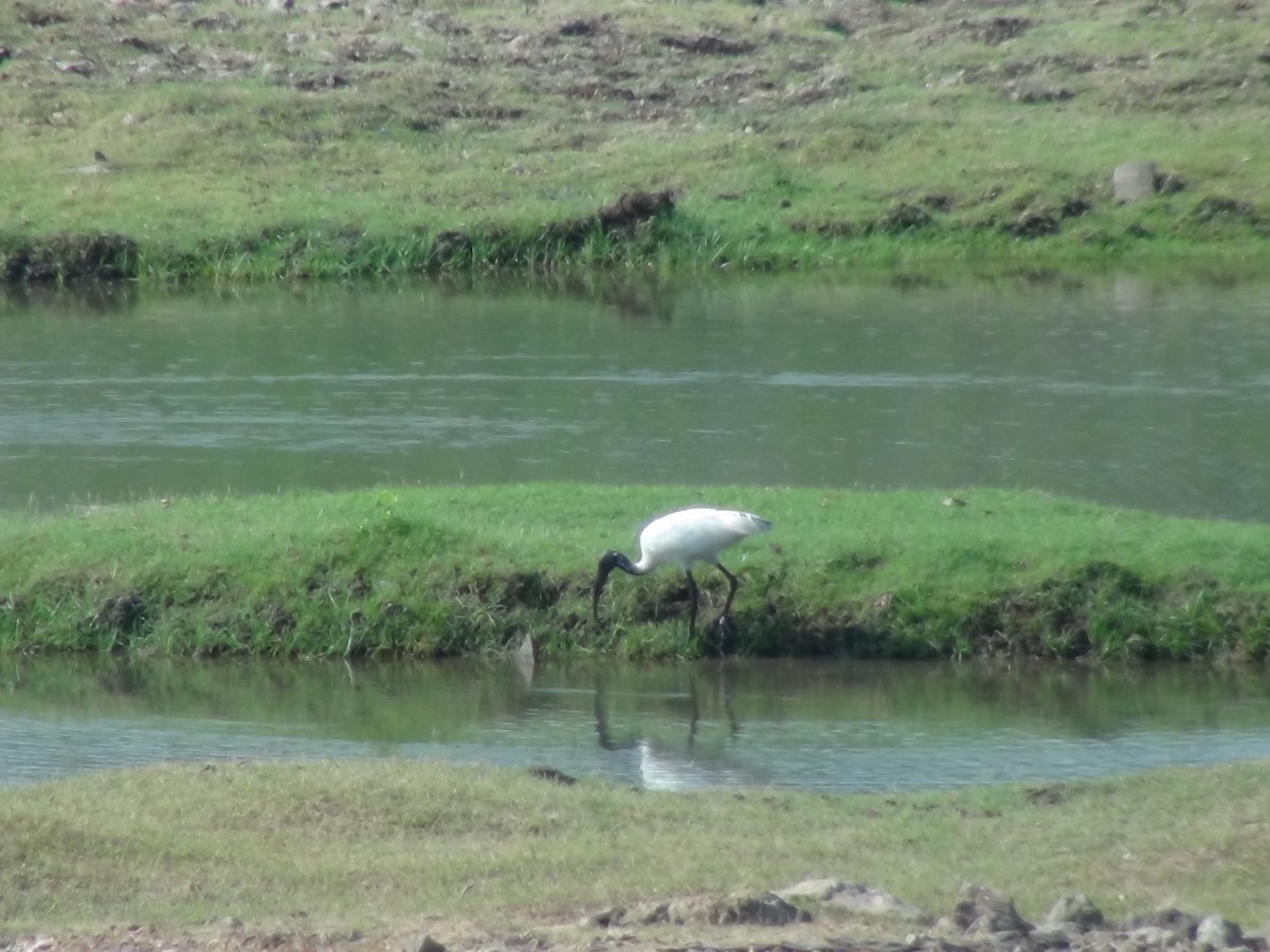 Black-headed Ibis - ML618086617