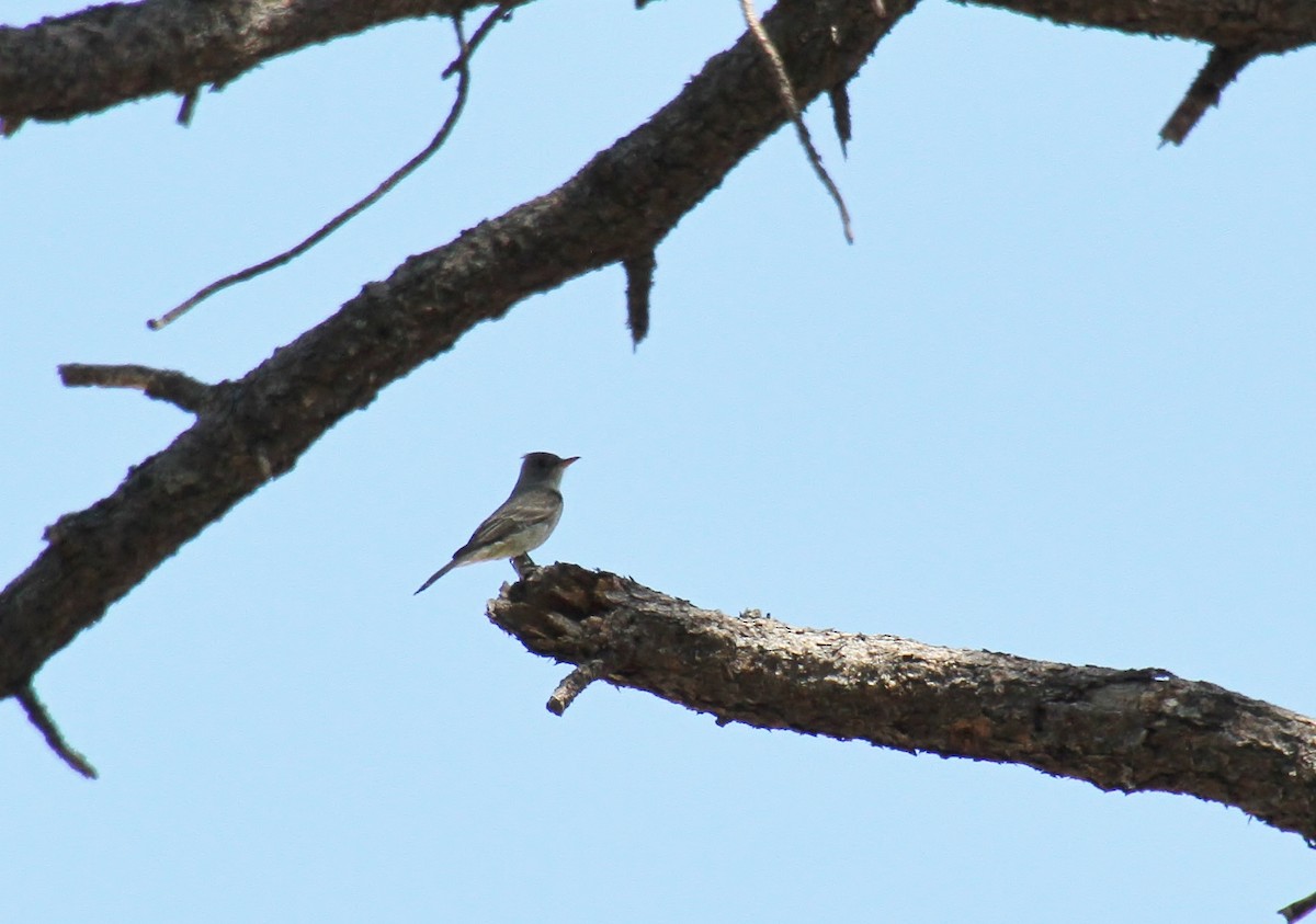 Greater Pewee - Jared Peck