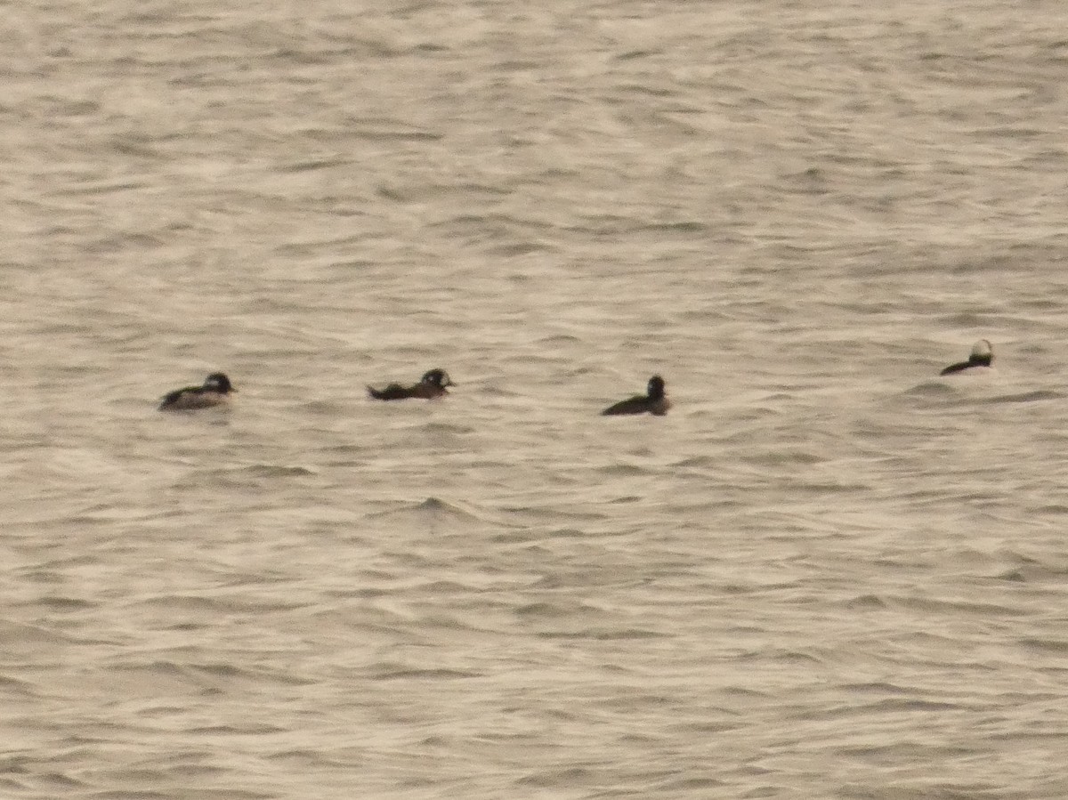 Harlequin Duck - ML618086620