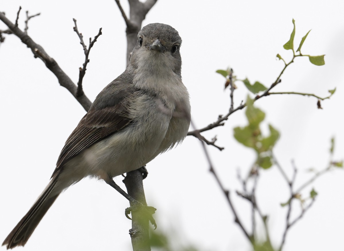 Gray Vireo - Donald Estep