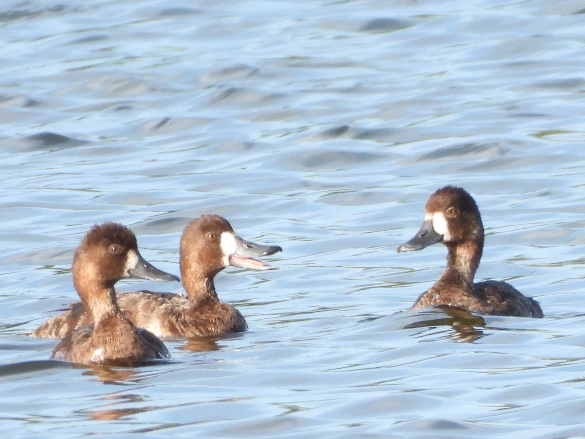 Lesser Scaup - Vickie Amburgey