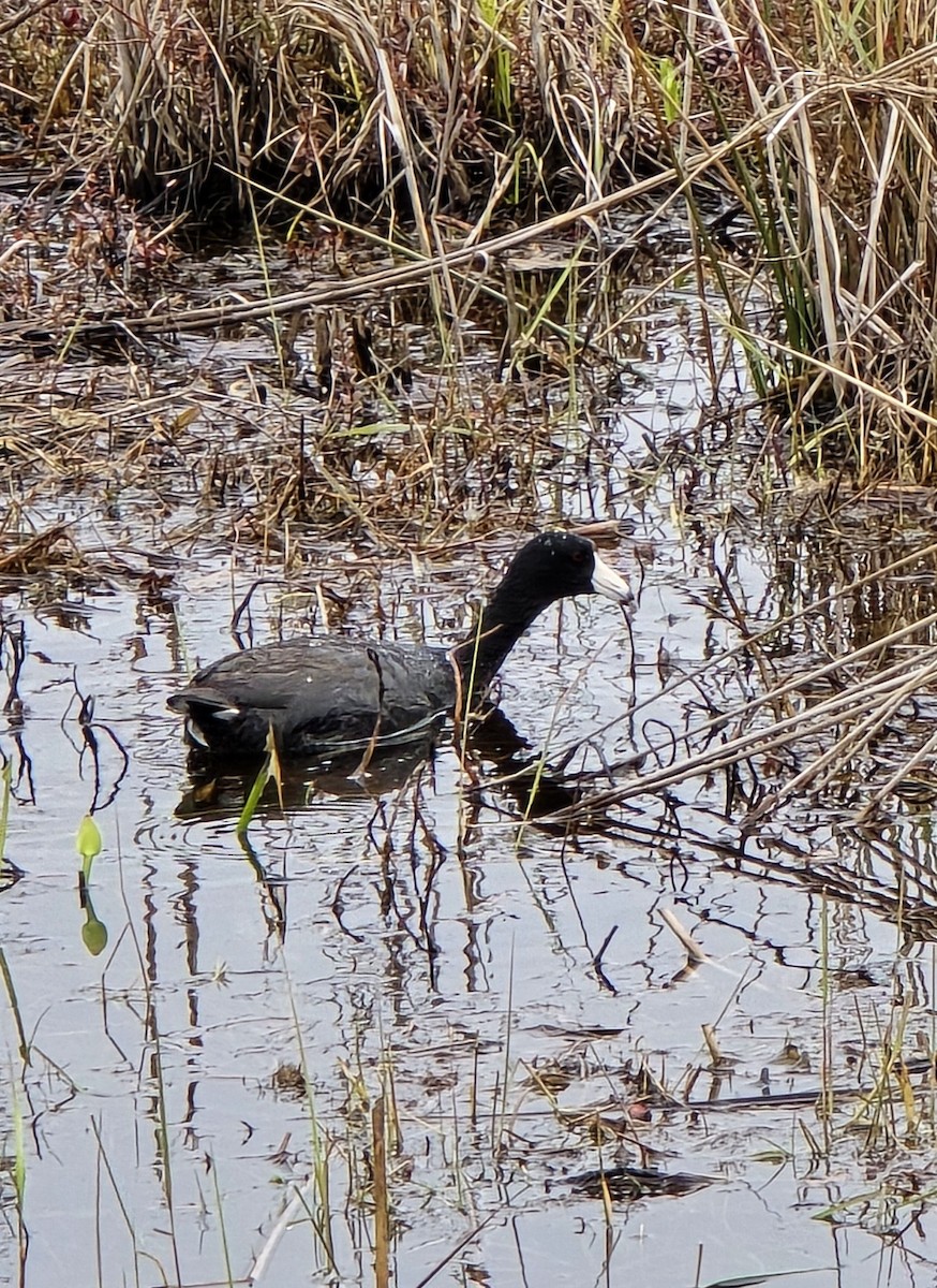 American Coot - ML618086631