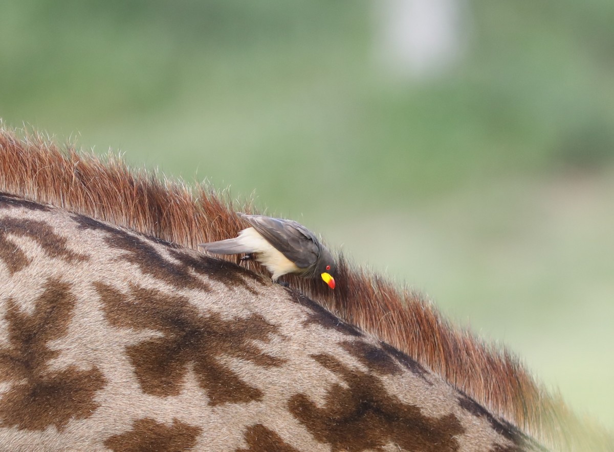 Yellow-billed Oxpecker - Rohan van Twest