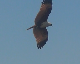 Brahminy Kite - ML618086669