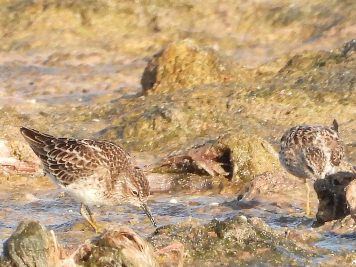 Least Sandpiper - Vickie Amburgey