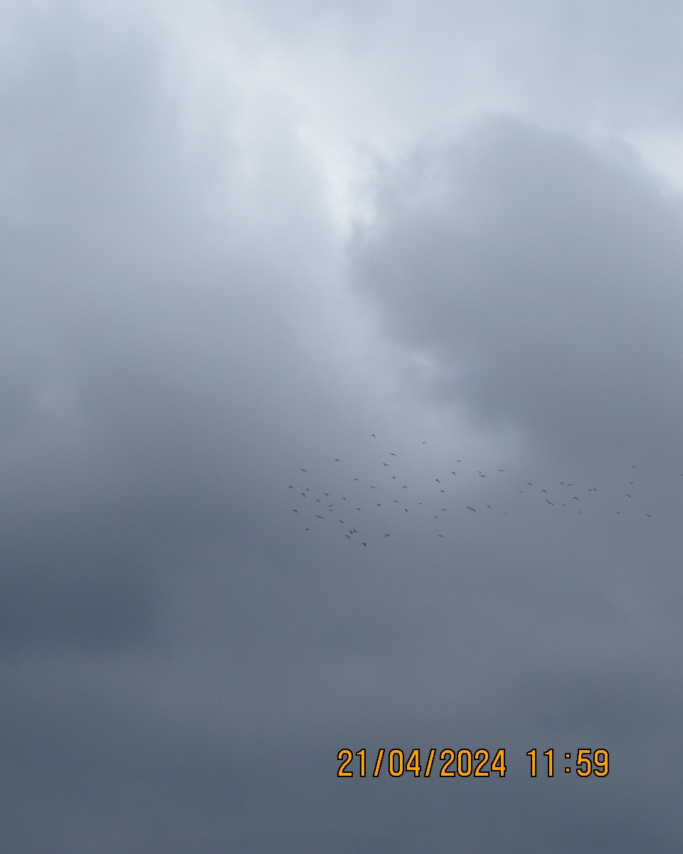 Lesser/Greater Yellowlegs - ML618086680