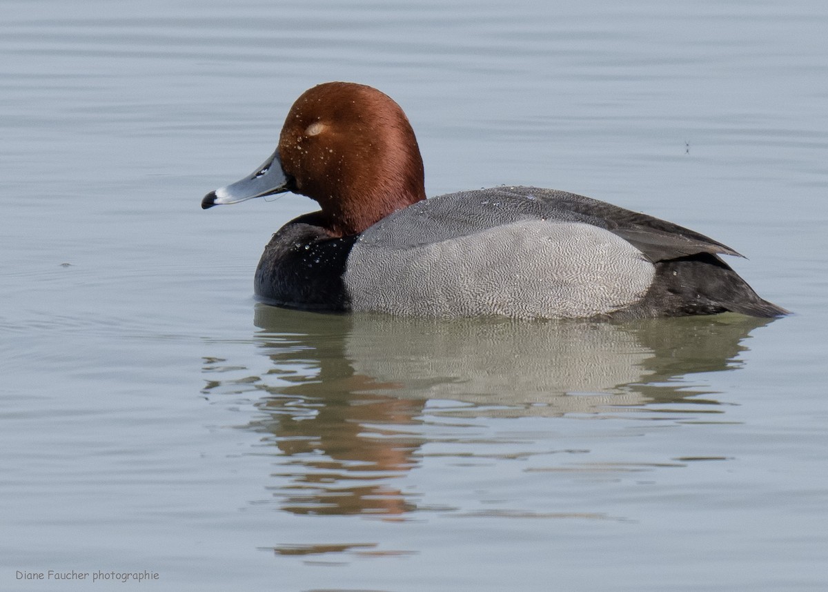 Redhead - ML618086690