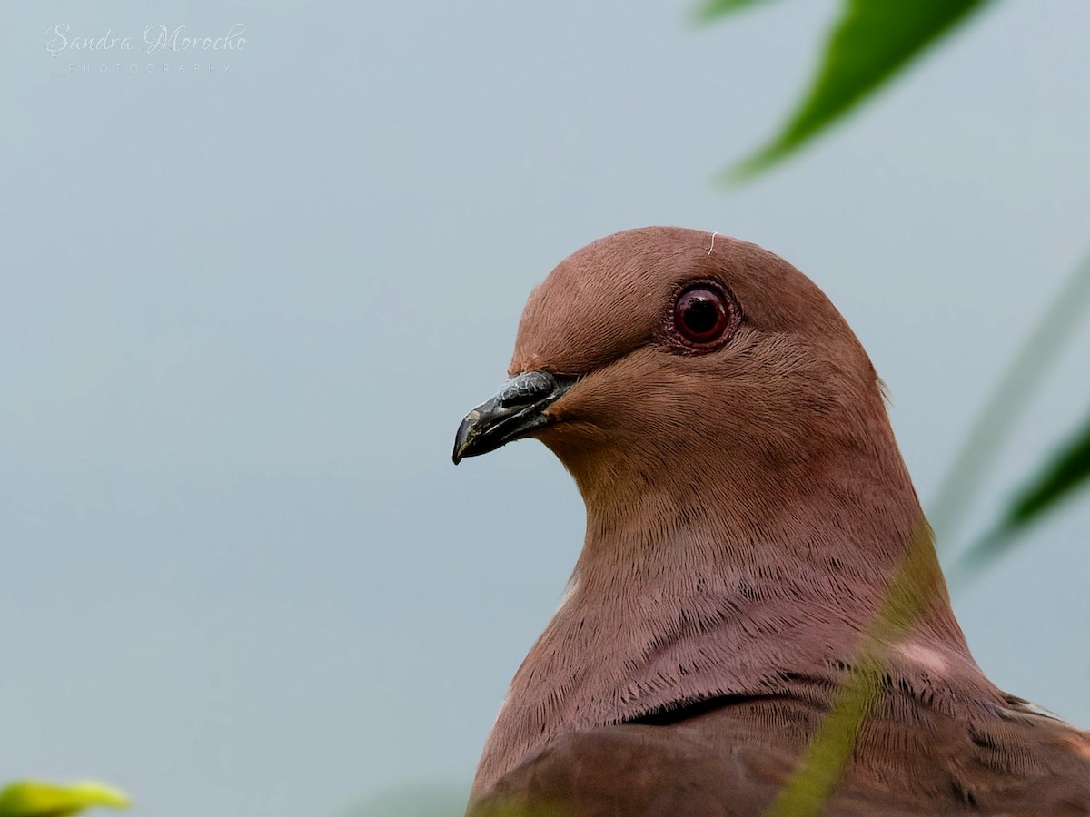 Ruddy Pigeon - Sandra Morocho