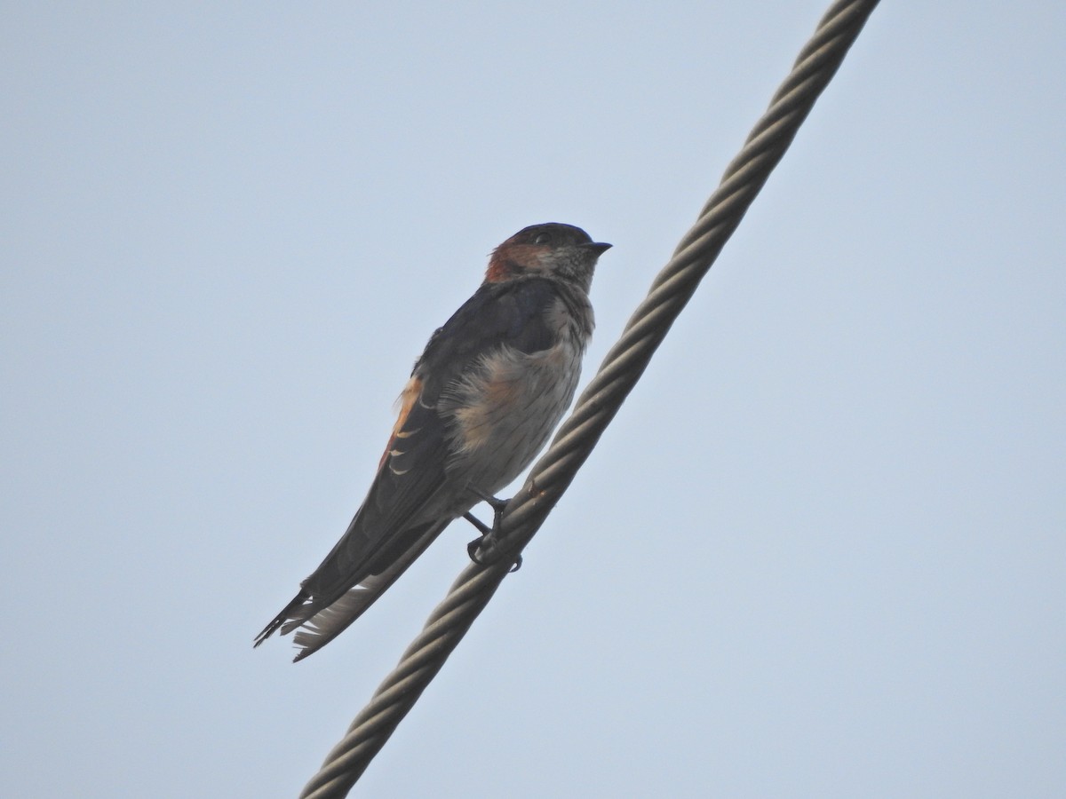 Red-rumped Swallow - Jayendra Rakesh Yeka