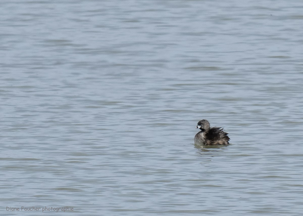 Pied-billed Grebe - ML618086742