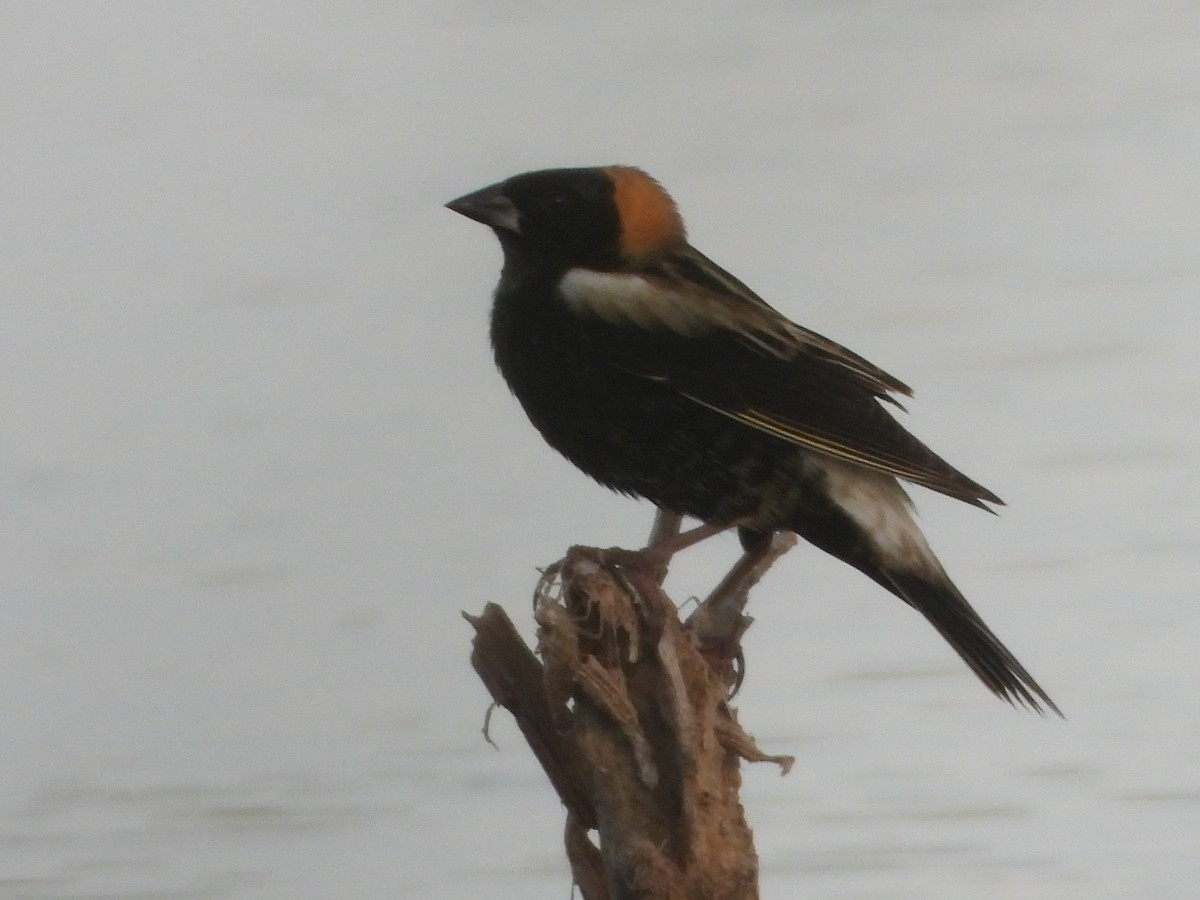 Bobolink - Vickie Amburgey