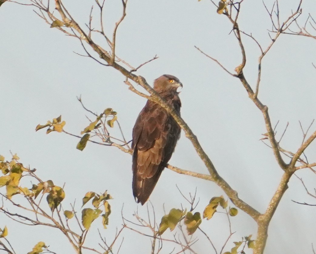 Short-toed Snake-Eagle - ML618086760