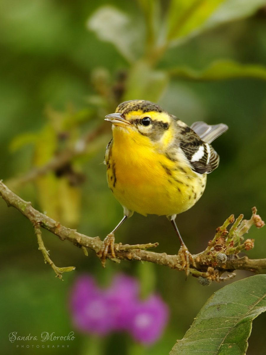 Blackburnian Warbler - ML618086762