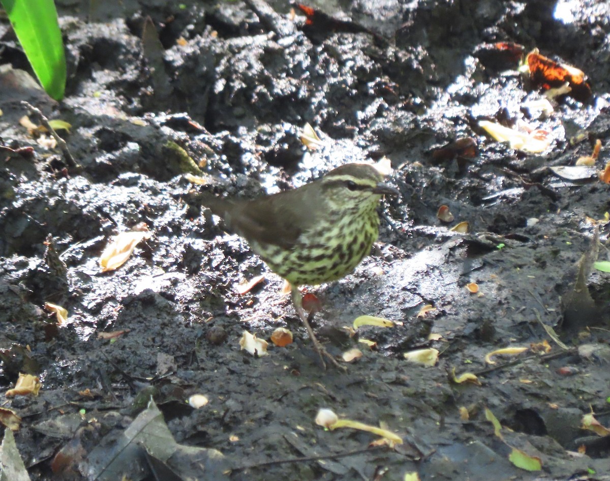 Northern Waterthrush - Steve Aversa