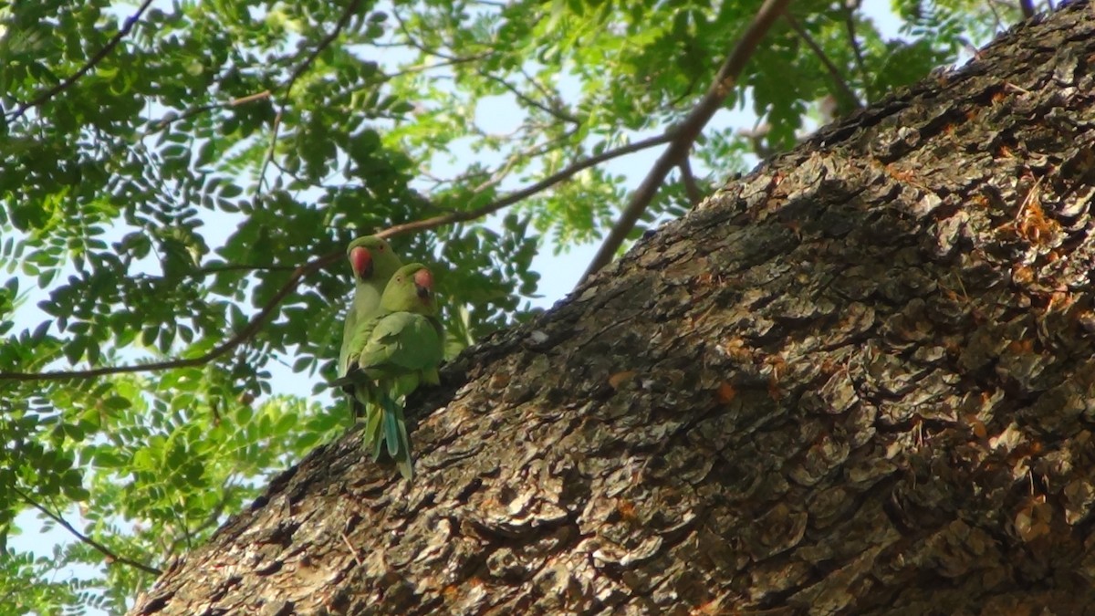 Rose-ringed Parakeet - Sudha Parimala