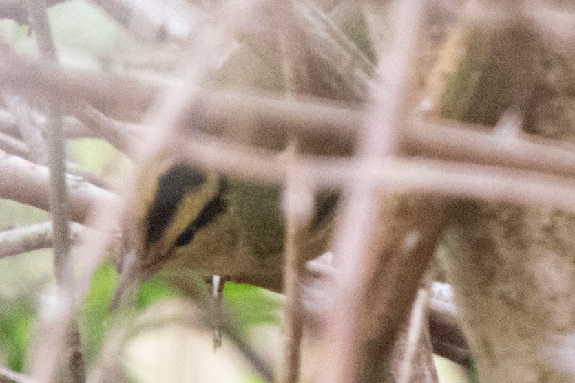 Worm-eating Warbler - Jeff Katen