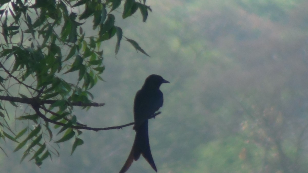 Black Drongo - ML618086779