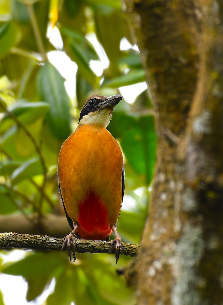 Mangrove Pitta - ML618086782